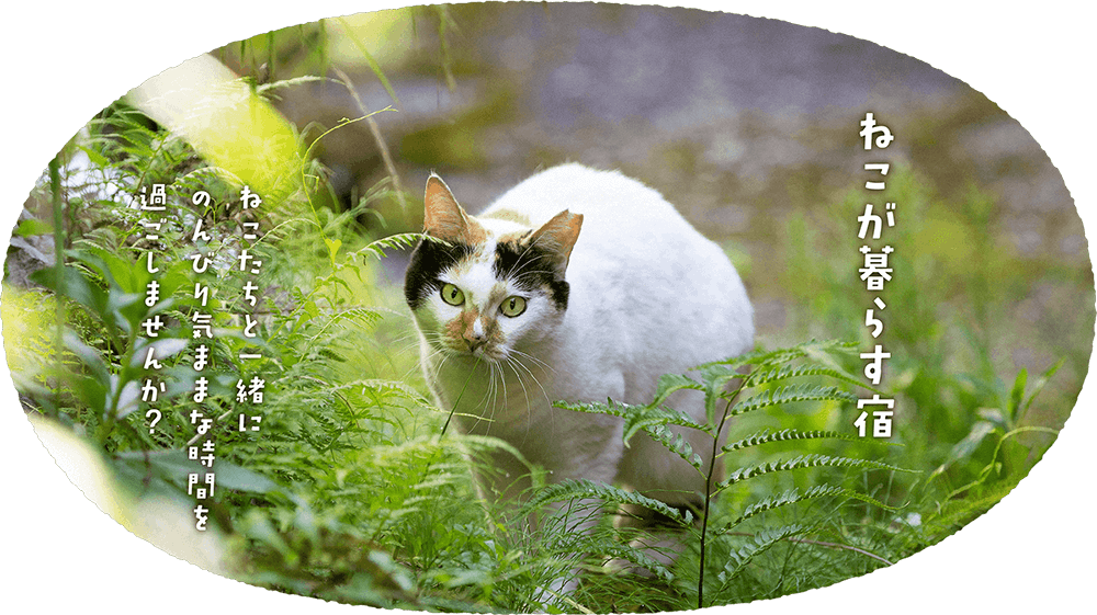 ねこが暮らす宿 ねこたちと一緒にのんびり気ままな時間を過ごしませんか?
